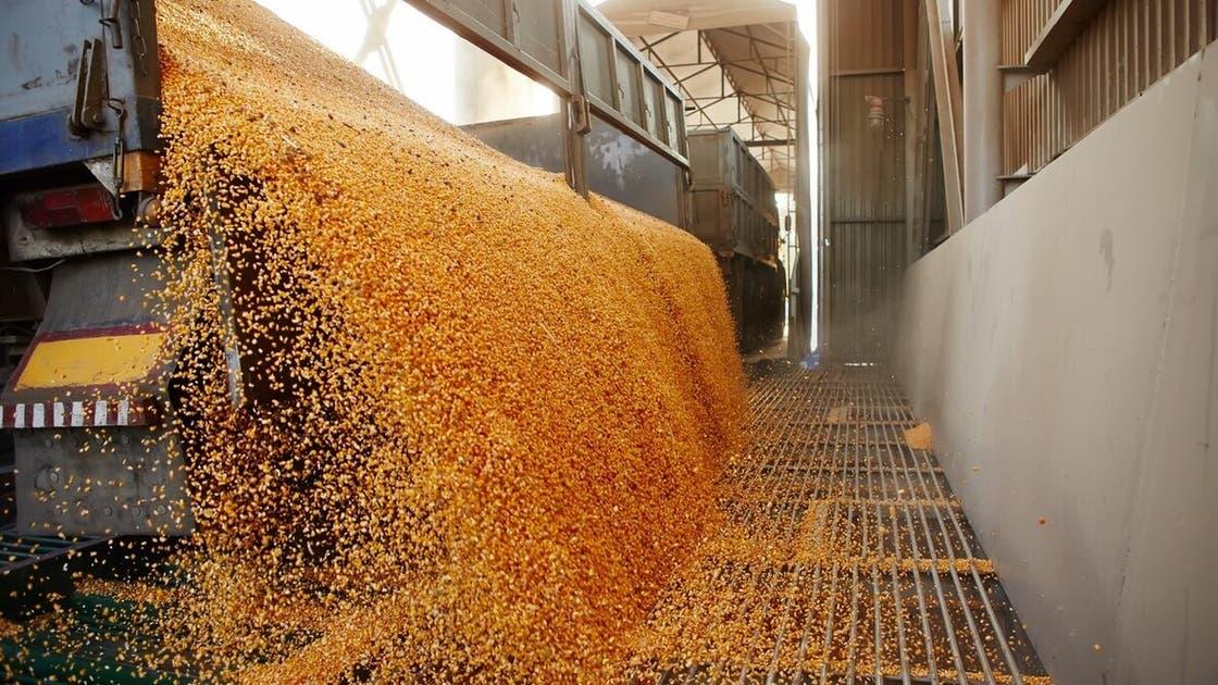 الاردن : مخزون القمح الحالي للبلاد يكفي لخمسة أشهر ونصف