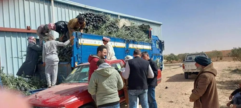 «الزراعة»: توزيع 33 ألف شتلة زيتون مجانا لدعم التجمعات البدوية بمطروح