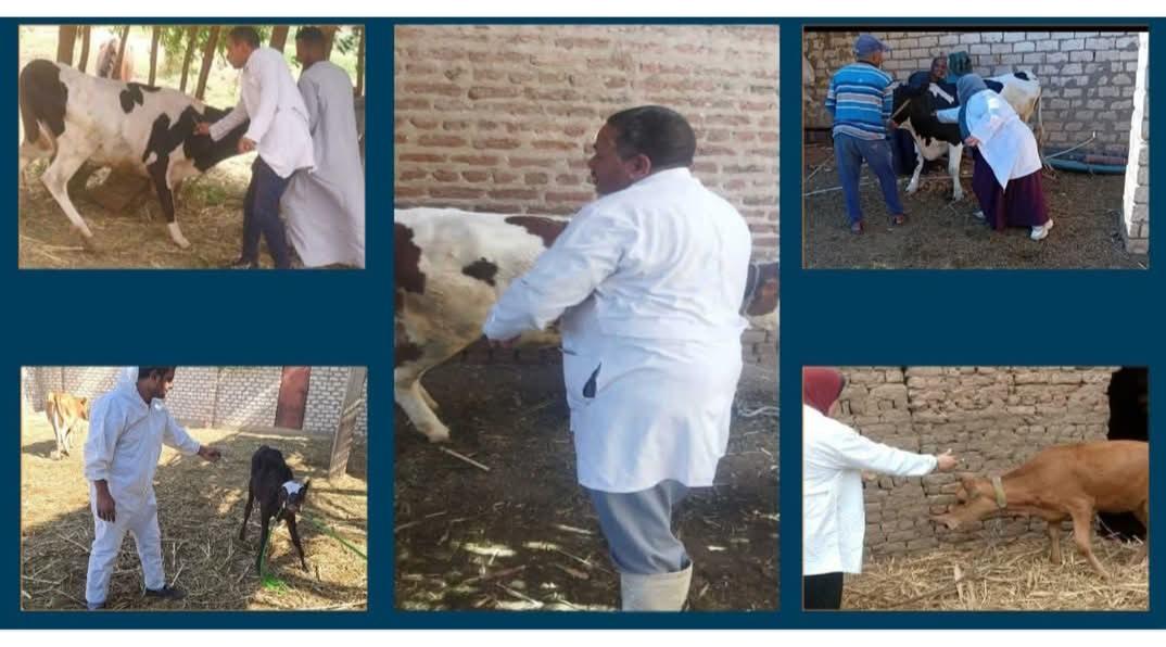 تحصين 59 ألف و448 رأس من الحيوانات ضمن الحملة القومية للتحصين ضد الجلد العقدي وجدري الأغنام بقنا