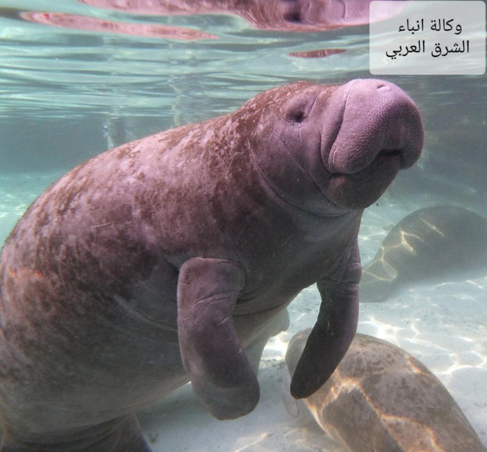 أفيال البحر الأحمر المهددة بالإنقراض