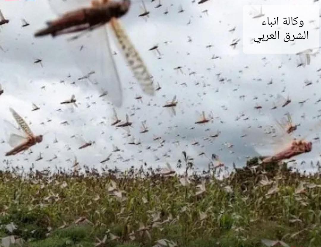 الفاو:توقع استمرار عمليات التكاثر أسراب من الجراد الصحراوي ببعض المناطق الجنوبية في المغرب
