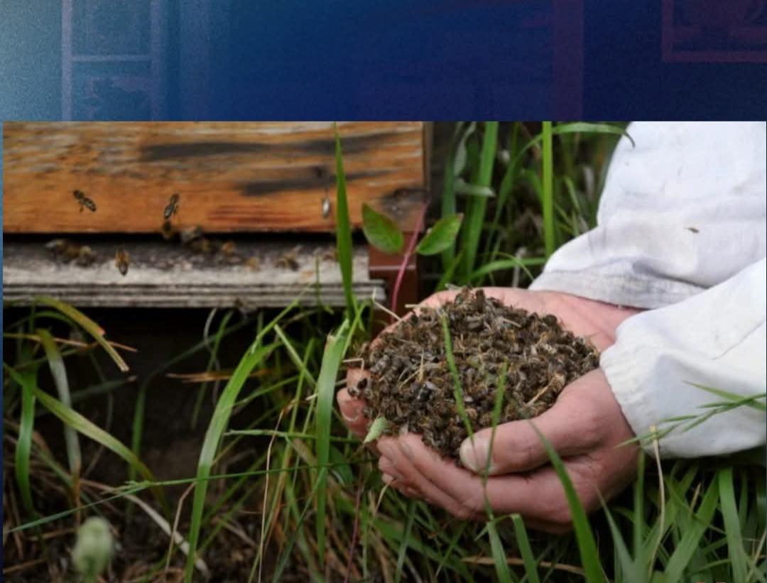 خسائر كبيرة في شمال وغرب المغرب بقطاع مربي النحل