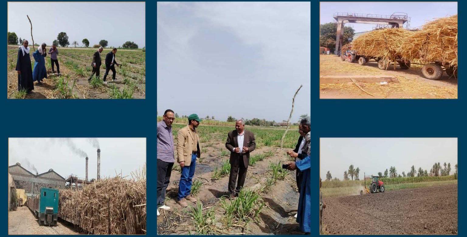 زراعة قنا تكثف جولاتها الميدانية لمتابعة توريد القصب وفحص المحاصيل الاستراتيجية