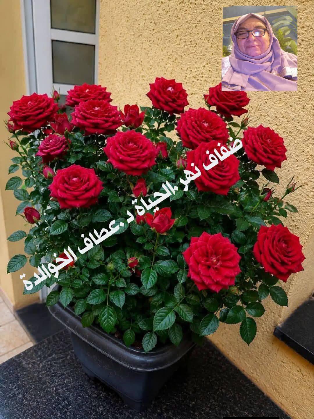 🌿 ضفافُ نهرِ الحياة 🌿