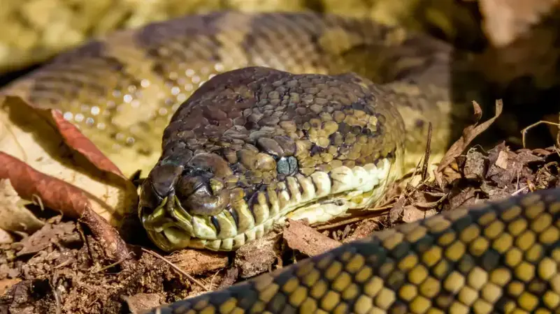 أسترالية تستيقظ على ثعبان ضخم بسريرها