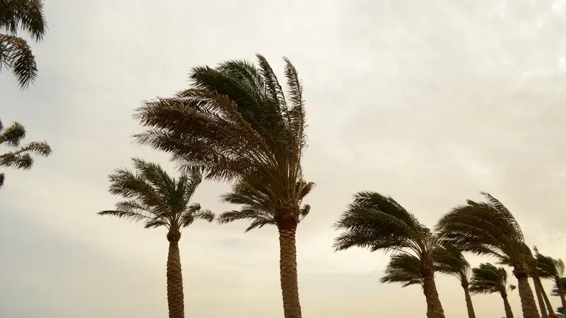 لوحة إعلانية ونخلة تنهيان حياة شاب ومسن في مصربسبب العاصفة