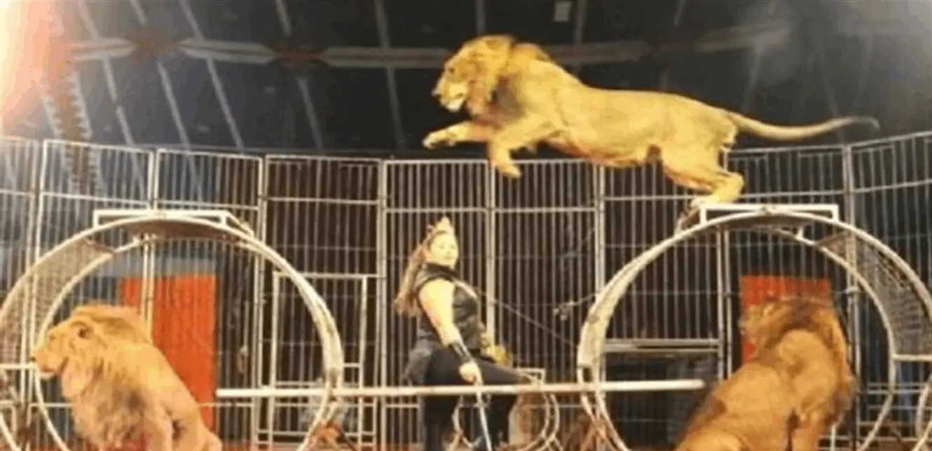 أسد يهاجم طفلة داخل السيرك!!