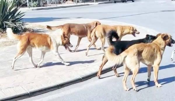 الطب البيطرى بشمال سيناء يوجه المواطنين باالتدابير اللازمه فى حاله التعرض لعضه كلب.