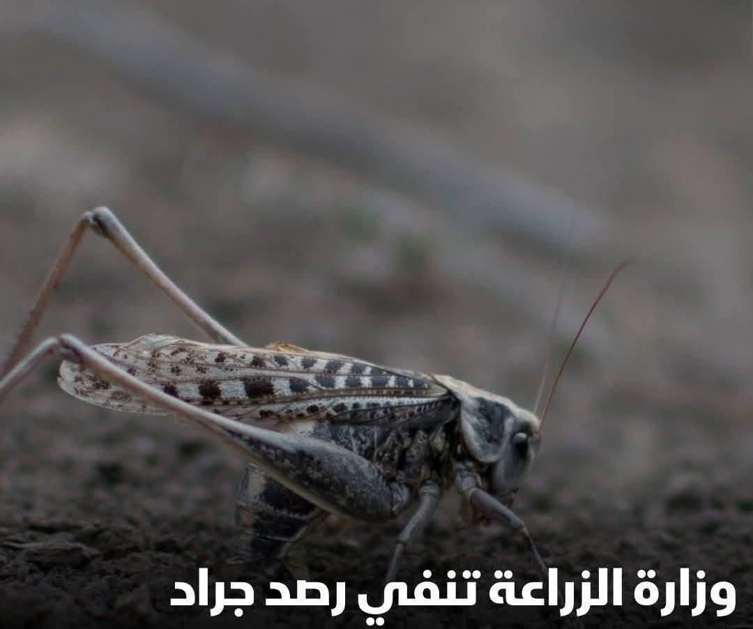 حقيقة ظهور الجراد غرب العريش.. الزراعة تنفي الشائعات وتؤكد: الحشرات المرصودة «رعاش» وغير ضارة والمحاصيل آمنة.