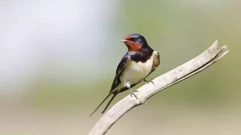 معجزة ربانيةوالسبب لا يصدق وراء تجميع الطيور أعقاب السجائر ؟