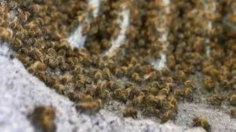 النحل يجتاح إسرائيل ويعطل الحياة اليومية ماذا يحدث في تل أبيب؟