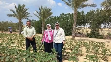 مركز بحوث الصحراء يواصل دعم زراعه محصول عباد الشمس الزيتى