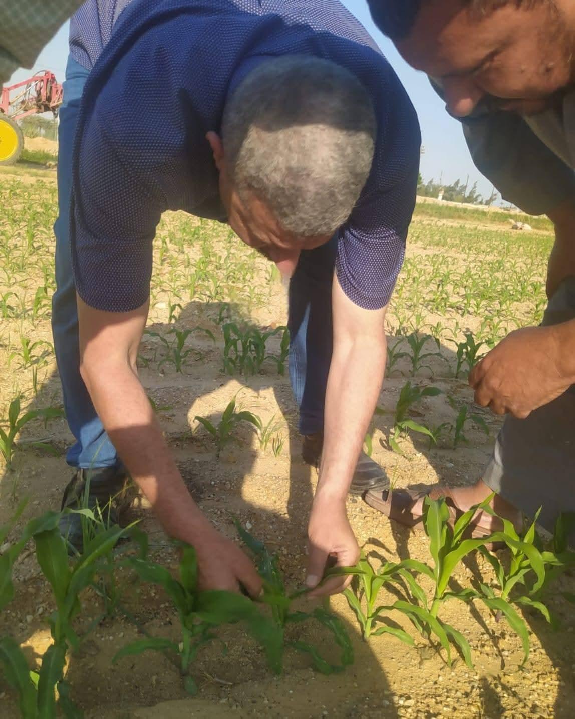 زراعة الإسماعيلية تواصل جولاتها الميدانية لمتابعة حالة المحاصيل بمركزي فايد والتل الكبير