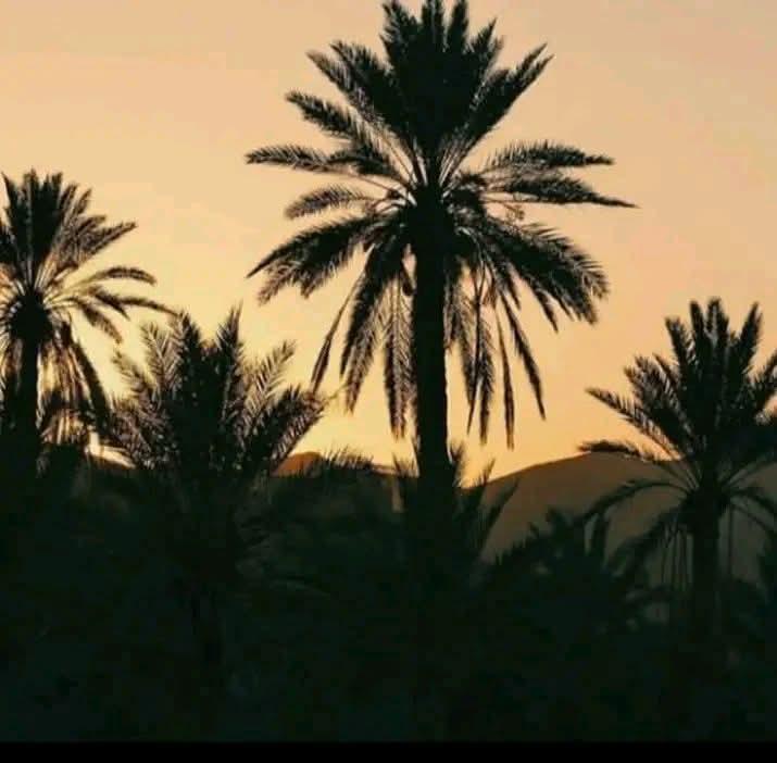 هايكو غزة العزة
