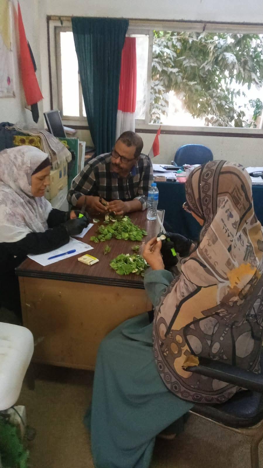 زراعة الفيوم .. إنطلاق أعمال الفحص التشريحي للوز بمحصول القطن الجديد بمركزي سنورس وإطسا.