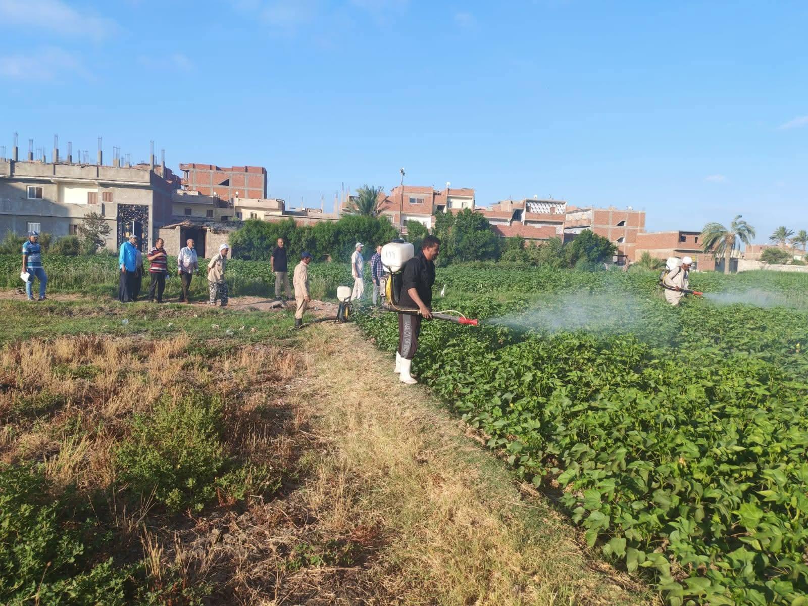إنطلاق الرشة الأولى لمكافحة ديدان اللوز بمحصول القطن الجديد بالفيوم لليوم الثاني على التوالي