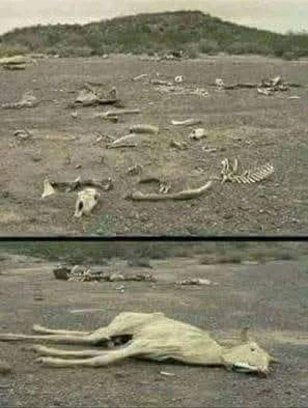 ماذا تعرف عن حزام الصمت المنطقة المحرمة على البشر و الحيوان!!