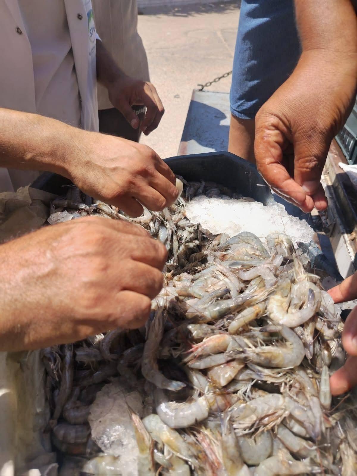 ضبط أكثر من طن جمبري غير صالح للإستهلاك. في سيارةنقل علي طريق بحيرة قارون بالفيوم.