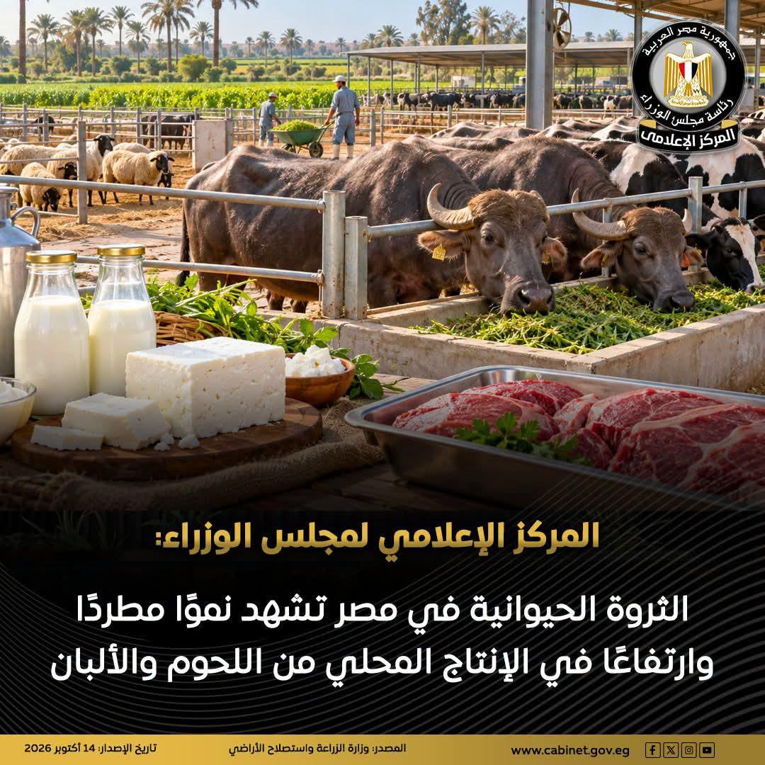المركز الإعلامي لمجلس الوزراء: الثروة الحيوانية في مصر تشهد نموًا مطردًا وارتفاعًا في الإنتاج المحلي من اللحوم والألبان
