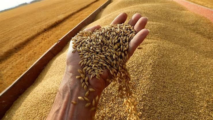 الزراعة تزف بشري بشأن مساحات القمح ۔۔۔ 3.76 مليون فدان..