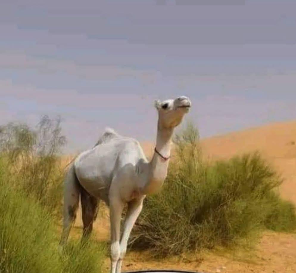 من سيرة الرسول الكريم صلى الله عليه وسلم ۔۔ناقة جابر بن عبد الله.